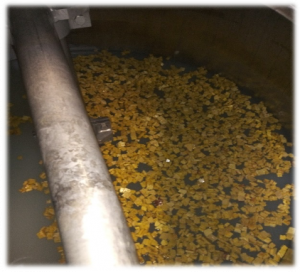 Picture showing Heritage Wastewater Line at BBEU, turbid water with yellow cubes on the surface in a steel vessel
